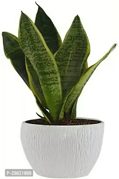 Platone Snake Plant Snake Plant For Home Decorations Best For Natural Air Purification {CF20931