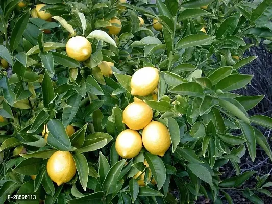 Platone Lemon Plant Live Indian pati LemonNimbuNimboo Fruit Plant-thumb2