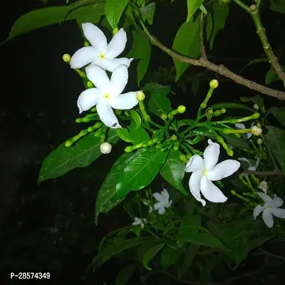 Platone Jasmine Plant Jasmine Crepe Jasmine Chinese Tagor Night Blooming Jasmine Plant Disha-00010923-thumb0