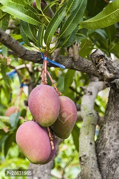 Platone Mango Plant Mango Hapus, Alphonso (grafted) Plant, Ratnagiri Alphonso Tree-thumb0