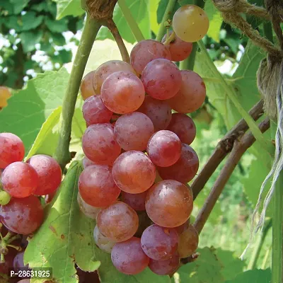 Platone Grape Plant Hybrid Grape A41