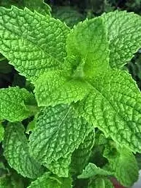 Platone Mint Plant MINT PLANT O99-thumb2