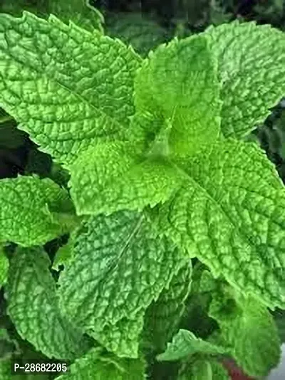 Platone Mint Plant MINT PLANT O99-thumb3