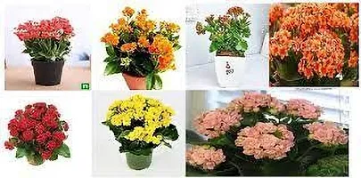 Platone Kalanchoe Plant KALNCHOE PLANT OYL7-thumb1