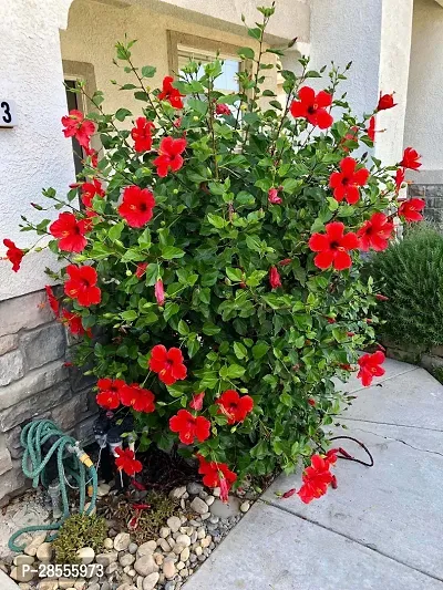 Platone Hibiscus Plant Chinese hibiscus Gurhal Juba kusum athonba Dasavala Chemparati cembarutti Jaswand Dosni Phool Midumpangpar Japaa Kusum Rakta Pushpee Japa Pushpee Hibiscus rosa-sinensis living plant.-thumb3