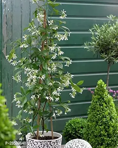 Platone Jasmine Plant 347