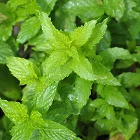 Platone Tulsi Plant MintPudina Medicinal Live Plant-thumb2