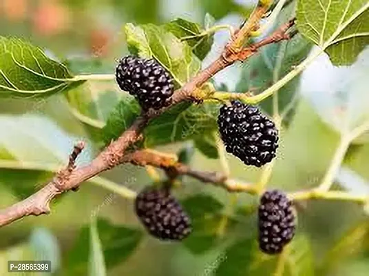 Platone Berry Plant MULBERRY PLANT GHJ