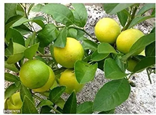 Platone Lemon Plant Lemonra6-thumb0