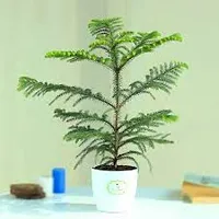 Platone Christmas Tree Plant CHRISTMASS TREE PLANT-thumb2