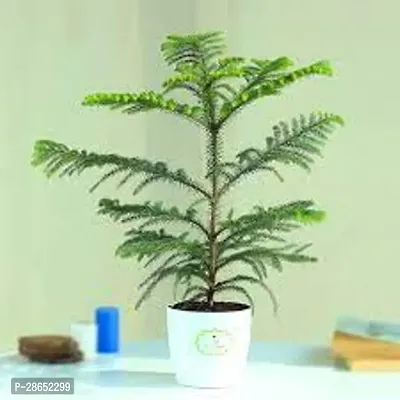 Platone Christmas Tree Plant CHRISTMASS TREE PLANT-thumb3