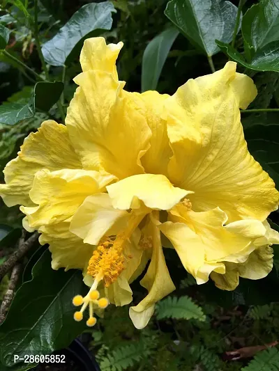 Platone Hibiscus Plant Yellow Hibiscus Plant-thumb2