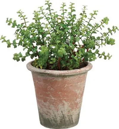 New Arrival Plant & Planters 