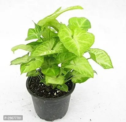 Platone Syngonium Plant 98