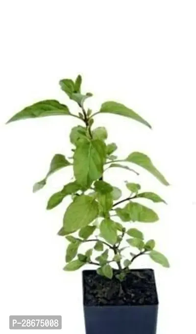 Platone Tulsi Plant Live Shayama Tulsi Plant-thumb0