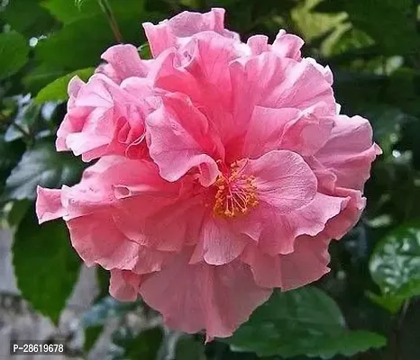 Platone Hibiscus Plant Saraswati Gardens Live Pink HibiscusGudhal Double Flower 1 Healthy Live Plant With Plastic Bag