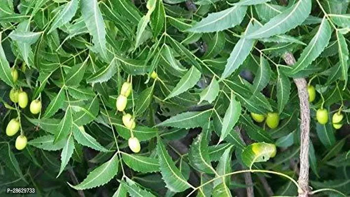 Platone Neem Plant NAKL14-thumb0