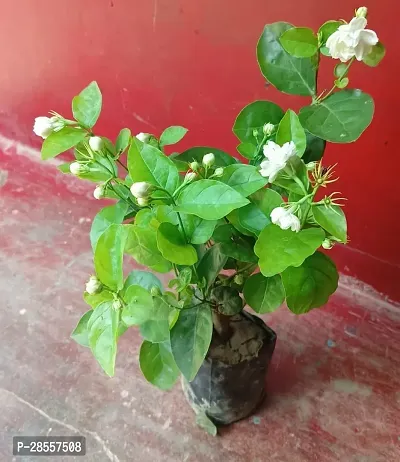 Platone Bel Plant Bela plant or mogra plant