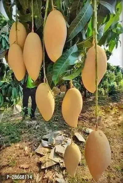 Platone Mango Plant Hybrid Thai Banana Shaped Mango Grafted Live Plant. Thai7