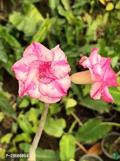 Platone Adenium Plant ADENIUM PLANT JHGR