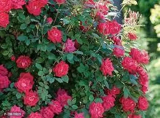 Platone Rose Plant Rose Plant 57