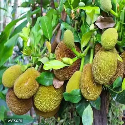 Platone Jackfruit Plant Premium Natural Organic Grafted Thai All Time Jackfruit Live Plant (Hybrid) (Color: Green)-thumb2