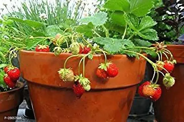 Platone Strawberry Plant JBJB41