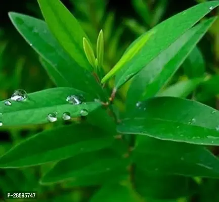 Platone White Sandalwood Plant Exotic white sandalwood plant