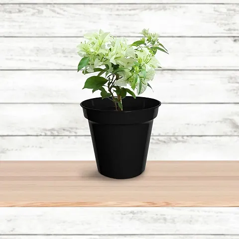 Limited Stock!! Plant & Planters 