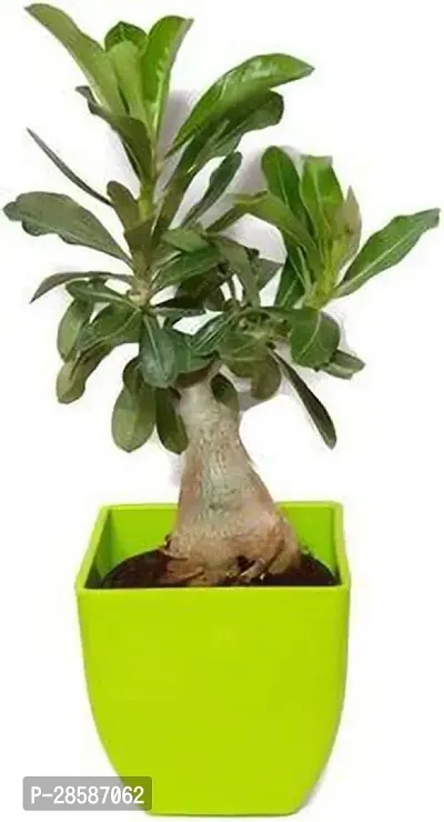 Platone Adenium Plant MVPANTOJ_1010