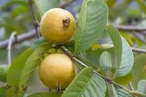 Platone Guava Plant GUAVA PLANT ER4-thumb2