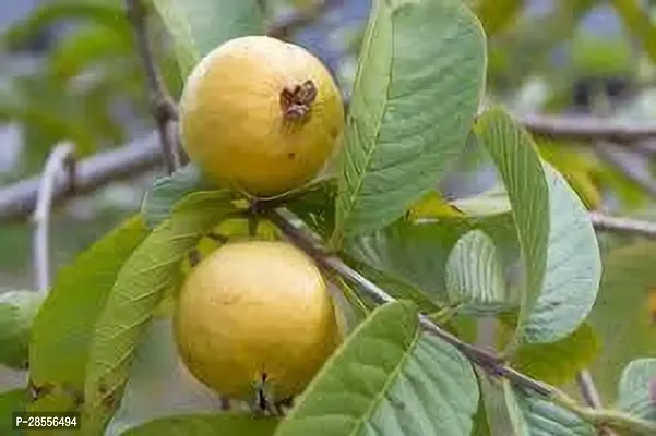 Platone Guava Plant GUAVA PLANT ER4-thumb3