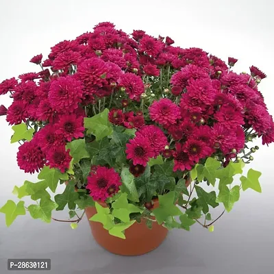 Platone Chrysanthemums Guldavari Plant Hybrid Chrysanthemum Guldavari Live Flower plant with pot.-thumb0