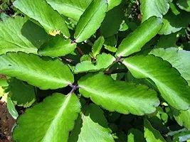 Platone Bryophyllum PinnatumPatharchatta Plant Live Ranapala PlantPatharchatta PlantBryophyllum pinnatumkidney stone plant - Medicinal Plants-thumb1