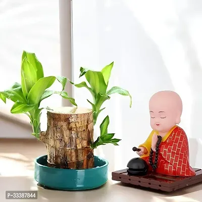 Brazil Bamboo Long Live Plant without Pot