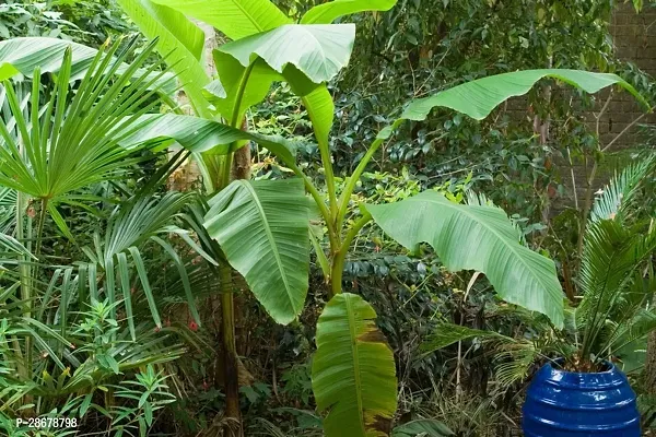 Platone Banana Plant BANANA PLANT PPUU-thumb0