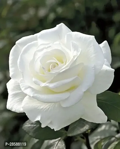 Platone Rose Plant white color rose-thumb0