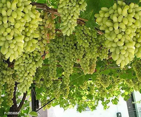 Platone Grapes Plant pe39