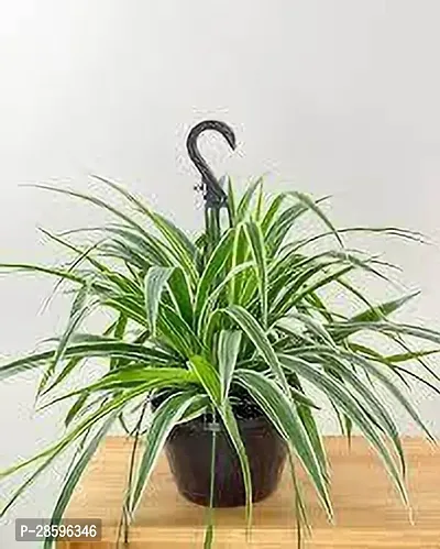 Platone Spider Plant SPIDER PLANT ATT