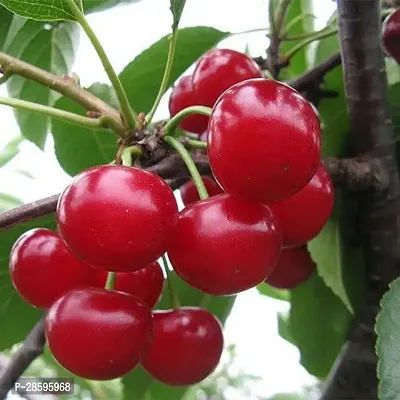 Platone Cherry Fruit Plant Planting-thumb0