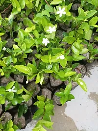 Platone Jasmine Plant Bhutan Tagar flowersSri Lankan TagarBhutan Mallika flower plant-thumb2