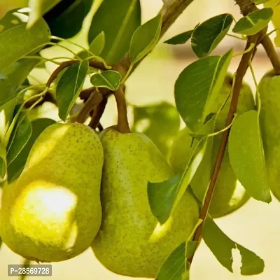 Platone Pear Plant NaspatiNashpati Pear TastyHealthy Fruit LivePlant-thumb0