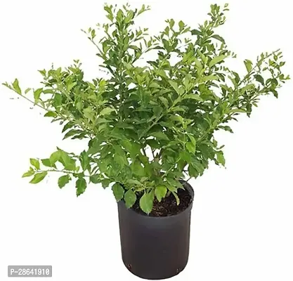 Platone Duranta Plant Duranta Plant-2-thumb0