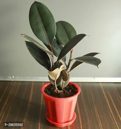 Platone Rubber Tree Rubber PlantRb 01