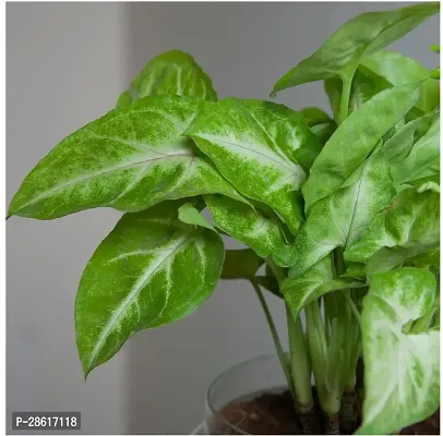 Platone Syngonium Plant eco worlds Syngonium Golden Plant-thumb3