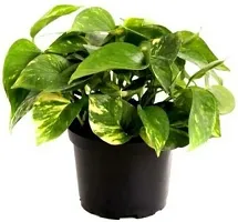 Platone Money Plant GOOD LUCK MONY PLANTS-thumb1