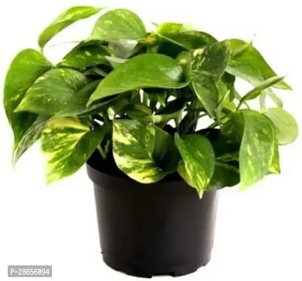 Platone Money Plant GOOD LUCK MONY PLANTS-thumb2