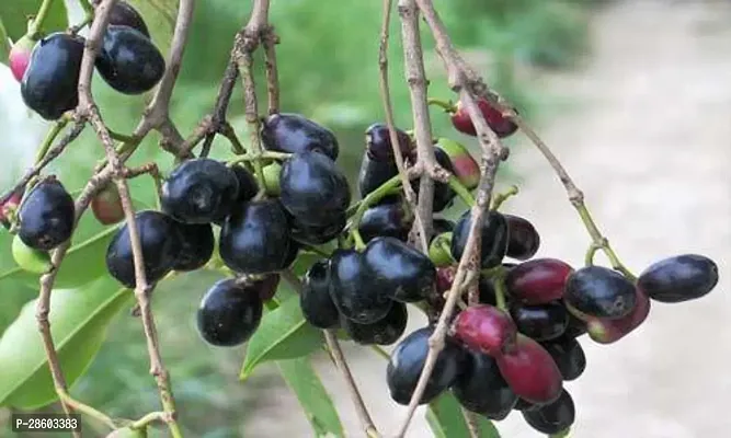 Platone Jamun Plant 46-thumb0