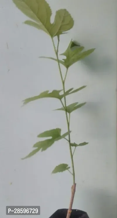 Platone ShahtootMulberry Plant JHVBNV96