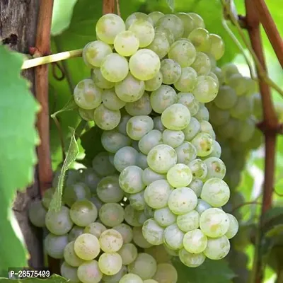 Platone Grape Plant GRAPES PLANT TFCCX-thumb0